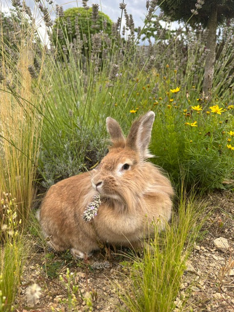 How to Give Your Pet Win4Pet® Ear Drops