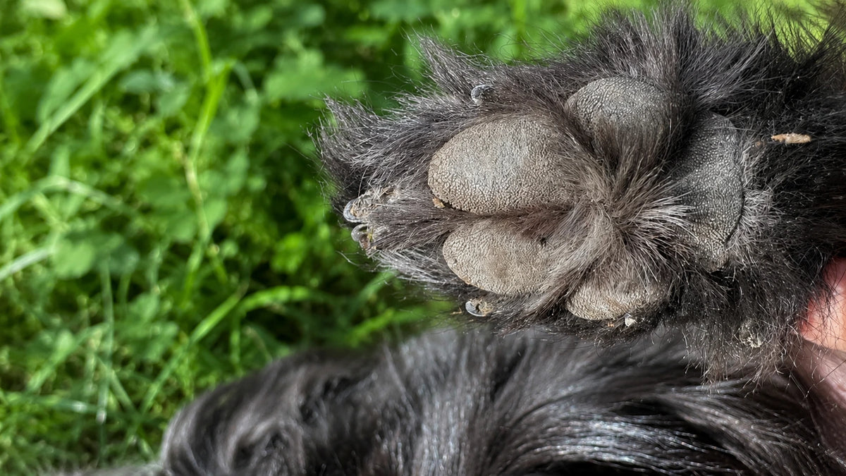 Dry Paws in Dogs and Cats: What Actually Helps?