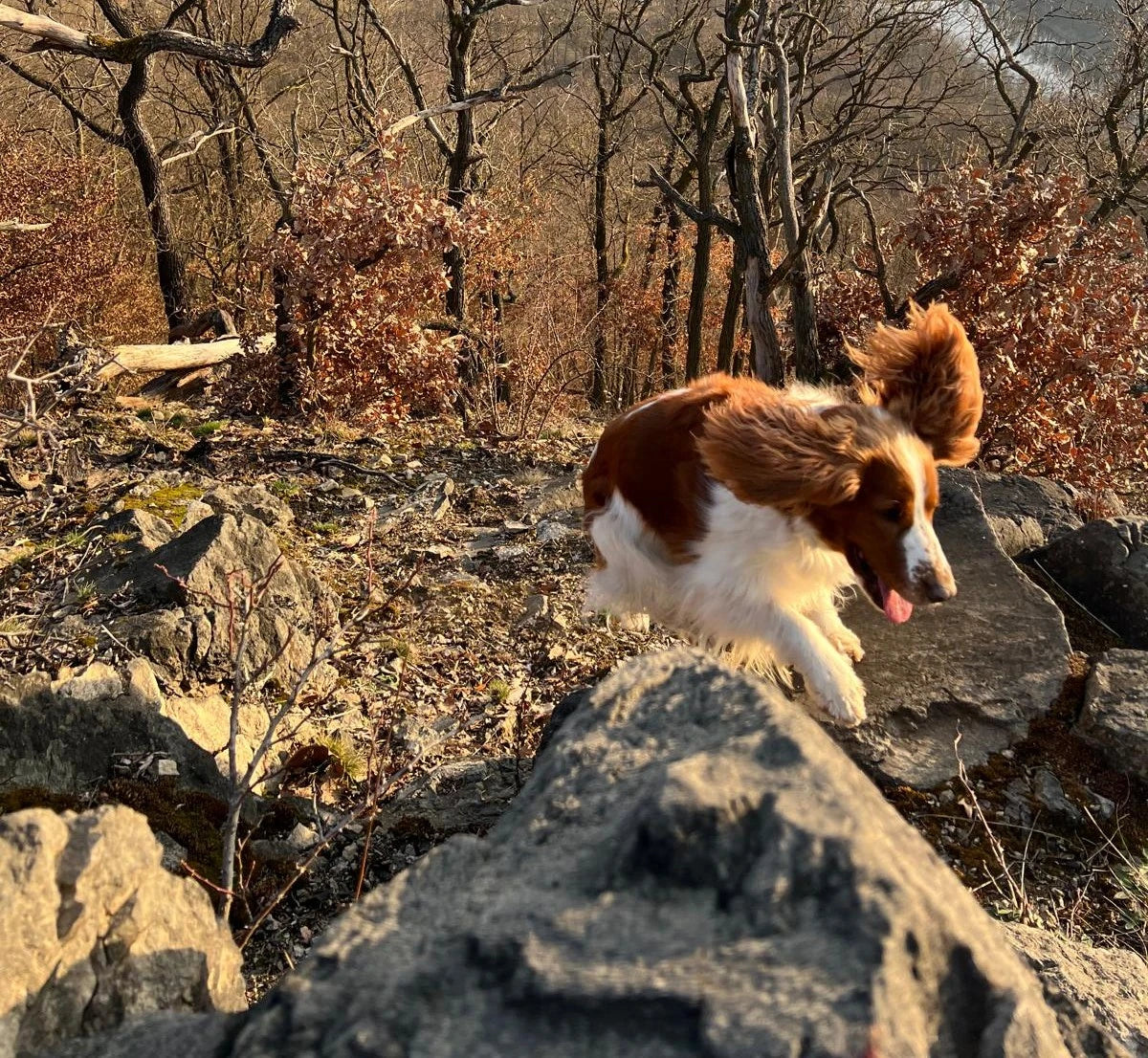 Wet Walks and Itchy Dog Skin: Causes, Relief and Prevention
