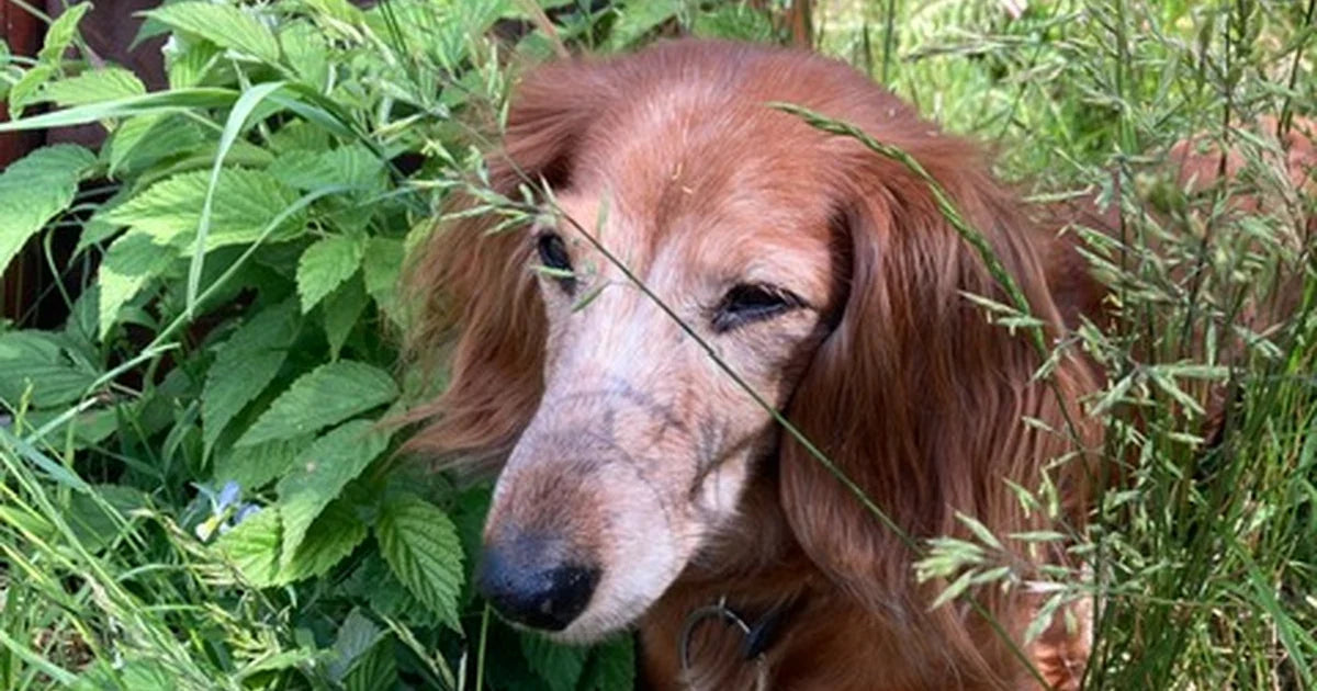 Early Signs of Ageing in Dogs and Cats