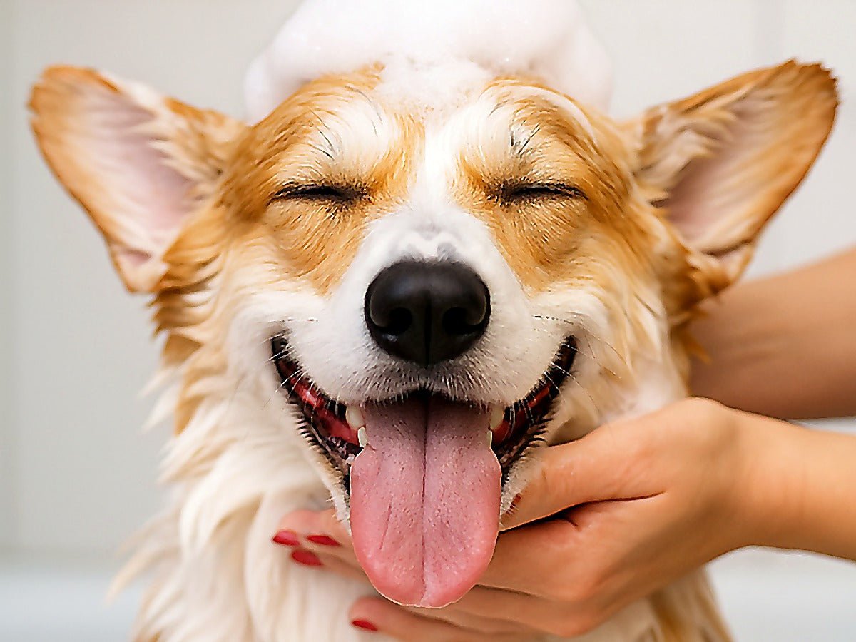 Gentle Dog Bathing: Why (and How) to Use Win4Pet® Shampoo