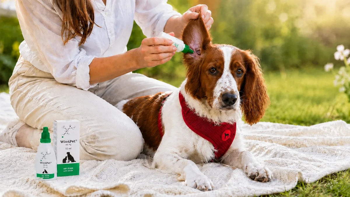 Dog Ear Itching: Gentle Home Cleaning Tips