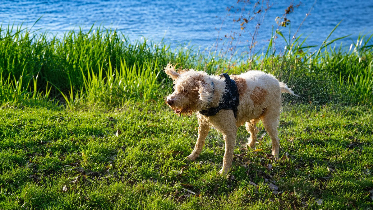 Summer Pet Care: Paws, Coat, Hydration and Pet-Safe Sunscreen