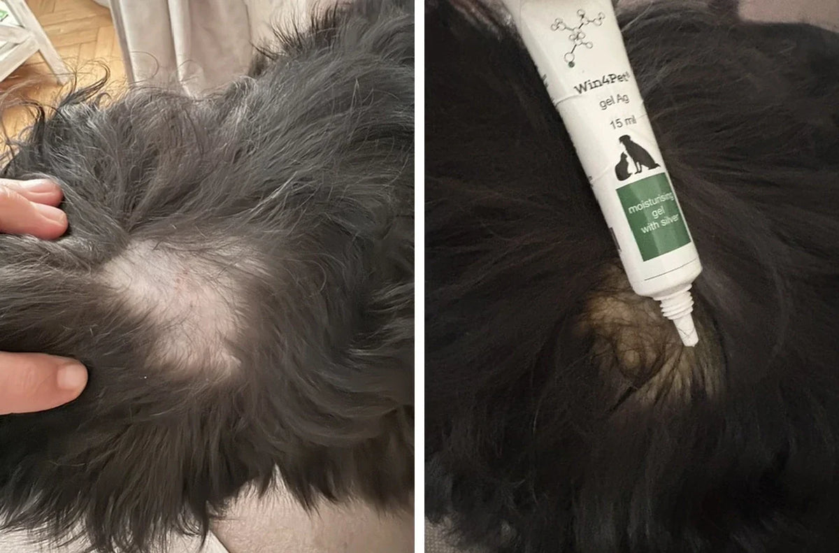 Pet Skin Problems: Hot Spots, Dermatitis, Cracked Paws and Irritation