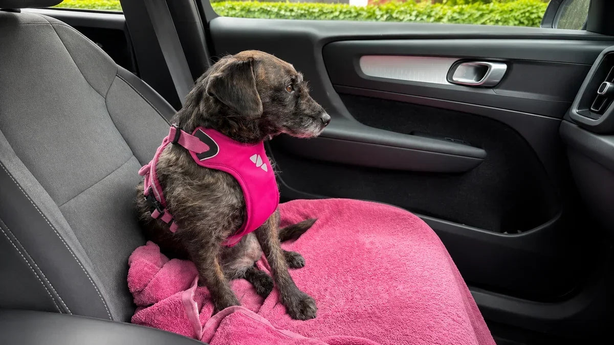 Travel Anxiety in Pets: Signs, Causes & What Helps