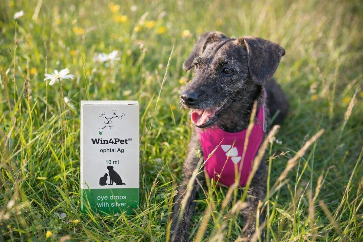 Spring Care for Pets That Actually Helps